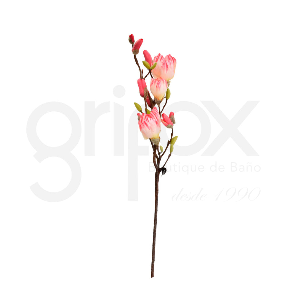 Magnolia 90Mm Risada / Flowers