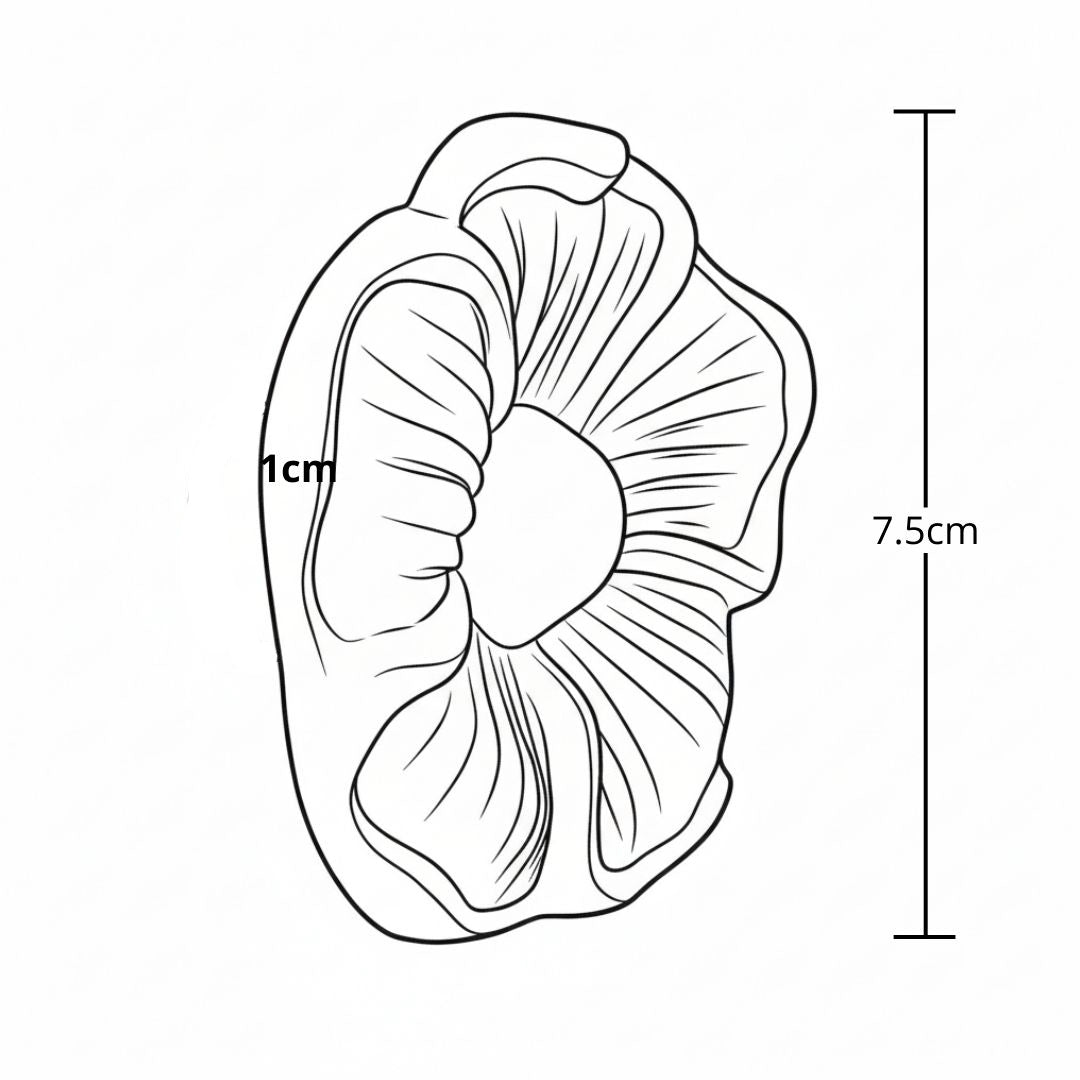 Roseton 7Cm Colonial